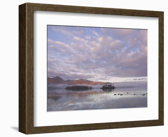 Canada Geese, Derwent Water, Lake District National Park, Cumbria, England, United Kingdom-Neale Clarke-Framed Photographic Print