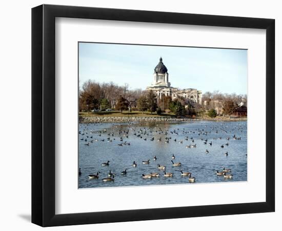 Canada Geese Enjoy a Sunny Day on Capitol Lake in Pierre, S.D.-null-Framed Photographic Print