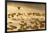 Canada Geese Flock on Frozen Lake, Marion, Illinois, Usa-Richard ans Susan Day-Framed Photographic Print