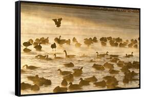 Canada Geese Flock on Frozen Lake, Marion, Illinois, Usa-Richard ans Susan Day-Framed Stretched Canvas