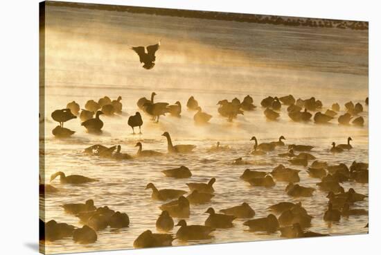 Canada Geese Flock on Frozen Lake, Marion, Illinois, Usa-Richard ans Susan Day-Stretched Canvas
