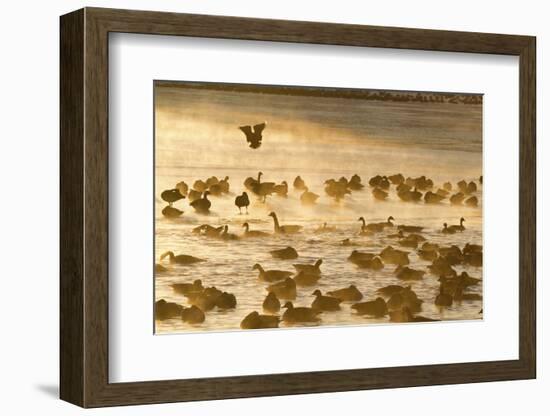 Canada Geese Flock on Frozen Lake, Marion, Illinois, Usa-Richard ans Susan Day-Framed Photographic Print