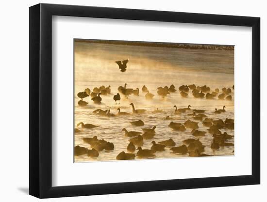 Canada Geese Flock on Frozen Lake, Marion, Illinois, Usa-Richard ans Susan Day-Framed Photographic Print