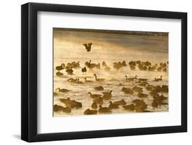 Canada Geese Flock on Frozen Lake, Marion, Illinois, Usa-Richard ans Susan Day-Framed Photographic Print