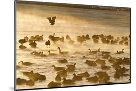 Canada Geese Flock on Frozen Lake, Marion, Illinois, Usa-Richard ans Susan Day-Mounted Photographic Print