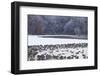 Canada Geese Flock on Frozen Lake, Marion, Illinois, Usa-Richard ans Susan Day-Framed Photographic Print