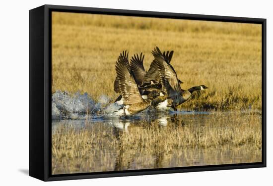 Canada Geese Flock Takeoff-Larry Ditto-Framed Stretched Canvas