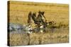 Canada Geese Flock Takeoff-Larry Ditto-Stretched Canvas