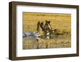 Canada Geese Flock Takeoff-Larry Ditto-Framed Photographic Print