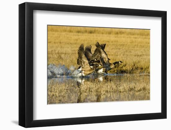 Canada Geese Flock Takeoff-Larry Ditto-Framed Photographic Print