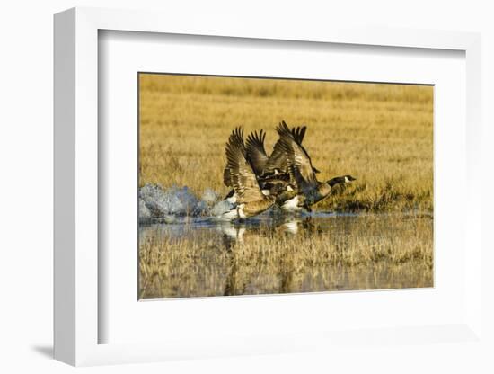 Canada Geese Flock Takeoff-Larry Ditto-Framed Photographic Print