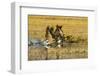 Canada Geese Flock Takeoff-Larry Ditto-Framed Photographic Print