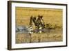 Canada Geese Flock Takeoff-Larry Ditto-Framed Photographic Print