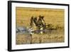 Canada Geese Flock Takeoff-Larry Ditto-Framed Photographic Print