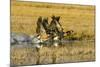 Canada Geese Flock Takeoff-Larry Ditto-Mounted Photographic Print