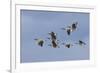 Canada geese flock-Ken Archer-Framed Photographic Print