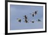 Canada geese flock-Ken Archer-Framed Photographic Print