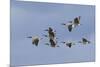 Canada geese flock-Ken Archer-Mounted Photographic Print