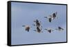 Canada geese flock-Ken Archer-Framed Stretched Canvas