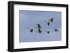 Canada geese flock-Ken Archer-Framed Photographic Print