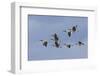 Canada geese flock-Ken Archer-Framed Photographic Print