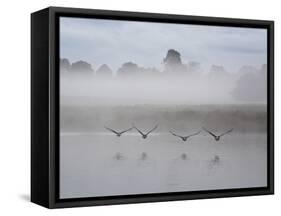 Canada Geese Fly Over Pen Ponds in Winter-Alex Saberi-Framed Stretched Canvas