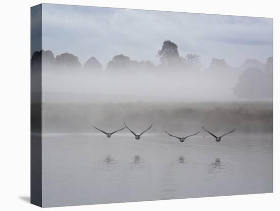 Canada Geese Fly Over Pen Ponds in Winter-Alex Saberi-Stretched Canvas