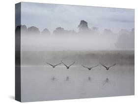 Canada Geese Fly Over Pen Ponds in Winter-Alex Saberi-Stretched Canvas