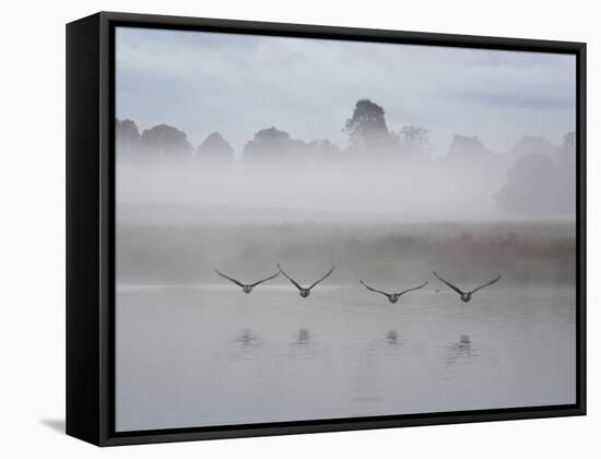 Canada Geese Fly Over Pen Ponds in Winter-Alex Saberi-Framed Stretched Canvas