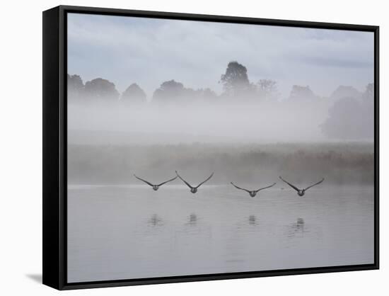 Canada Geese Fly Over Pen Ponds in Winter-Alex Saberi-Framed Stretched Canvas