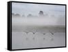 Canada Geese Fly Over Pen Ponds in Winter-Alex Saberi-Framed Stretched Canvas