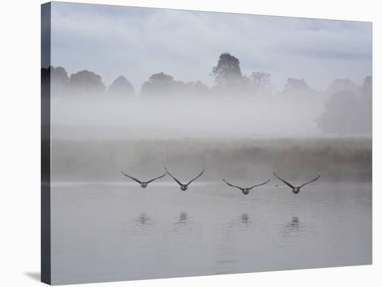 Canada Geese Fly Over Pen Ponds in Winter-Alex Saberi-Stretched Canvas