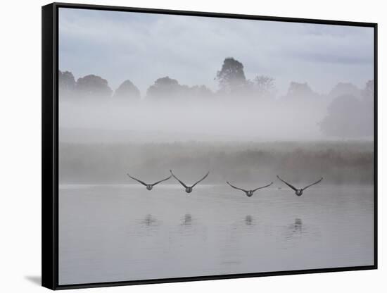 Canada Geese Fly Over Pen Ponds in Winter-Alex Saberi-Framed Stretched Canvas
