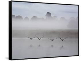 Canada Geese Fly Over Pen Ponds in Winter-Alex Saberi-Framed Stretched Canvas