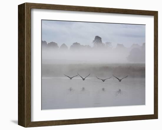 Canada Geese Fly Over Pen Ponds in Winter-Alex Saberi-Framed Premium Photographic Print