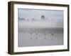 Canada Geese Fly Over Pen Ponds in Winter-Alex Saberi-Framed Premium Photographic Print