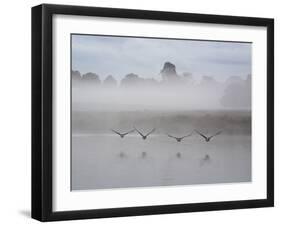Canada Geese Fly Over Pen Ponds in Winter-Alex Saberi-Framed Premium Photographic Print