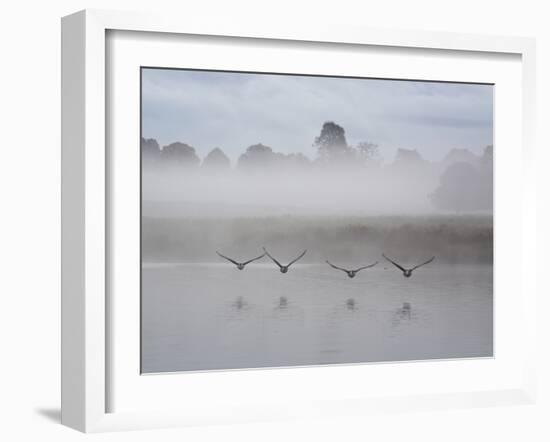 Canada Geese Fly Over Pen Ponds in Winter-Alex Saberi-Framed Premium Photographic Print