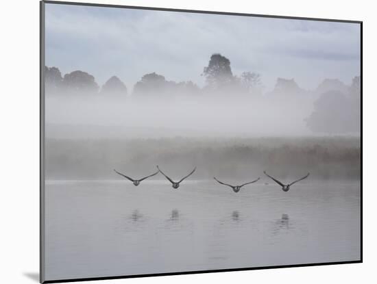 Canada Geese Fly Over Pen Ponds in Winter-Alex Saberi-Mounted Premium Photographic Print