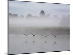 Canada Geese Fly Over Pen Ponds in Winter-Alex Saberi-Mounted Photographic Print