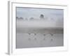 Canada Geese Fly Over Pen Ponds in Winter-Alex Saberi-Framed Photographic Print