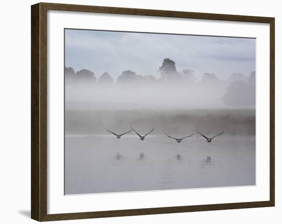 Canada Geese Fly Over Pen Ponds in Winter-Alex Saberi-Framed Photographic Print