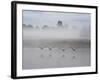 Canada Geese Fly Over Pen Ponds in Winter-Alex Saberi-Framed Photographic Print