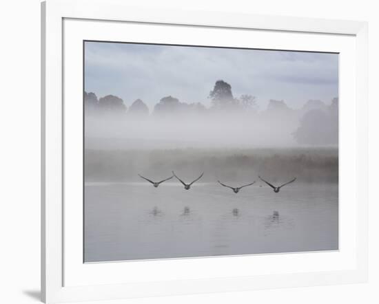 Canada Geese Fly Over Pen Ponds in Winter-Alex Saberi-Framed Photographic Print