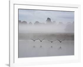 Canada Geese Fly Over Pen Ponds in Winter-Alex Saberi-Framed Photographic Print