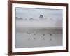 Canada Geese Fly Over Pen Ponds in Winter-Alex Saberi-Framed Photographic Print