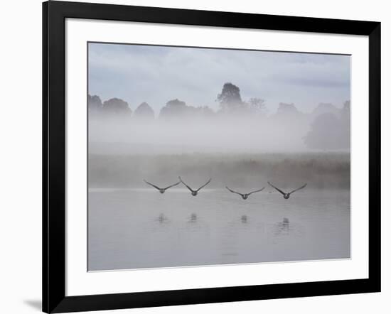 Canada Geese Fly Over Pen Ponds in Winter-Alex Saberi-Framed Photographic Print