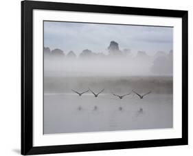 Canada Geese Fly Over Pen Ponds in Winter-Alex Saberi-Framed Photographic Print