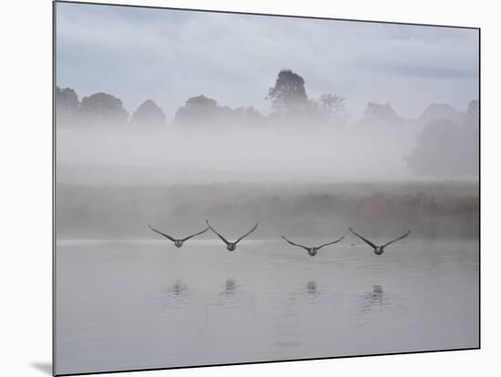 Canada Geese Fly Over Pen Ponds in Winter-Alex Saberi-Mounted Photographic Print