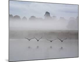 Canada Geese Fly Over Pen Ponds in Winter-Alex Saberi-Mounted Photographic Print